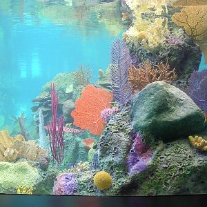 Various pictures of NY Aquarium