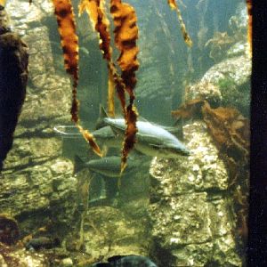 Various pictures of NY Aquarium