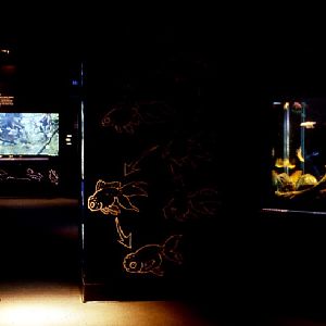 Various pictures of NY Aquarium