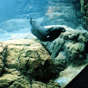 Various pictures of NY Aquarium