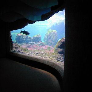 Various pictures of NY Aquarium