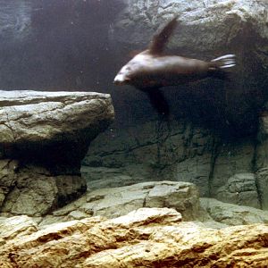 Various pictures of NY Aquarium