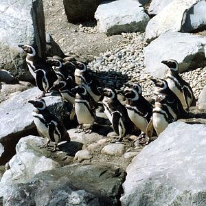 Various pictures of Pt Def zoo and aquarium