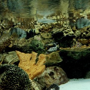 Various pictures of Pt Def zoo and aquarium