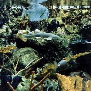 Various pictures of Pt Def zoo and aquarium