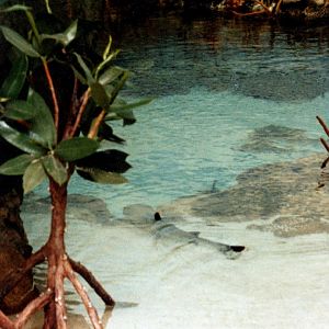 Various pictures of Pt Def zoo and aquarium