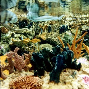 Various pictures of Pt Def zoo and aquarium