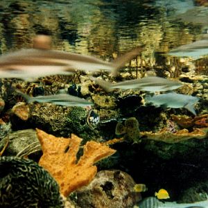 Various pictures of Pt Def zoo and aquarium