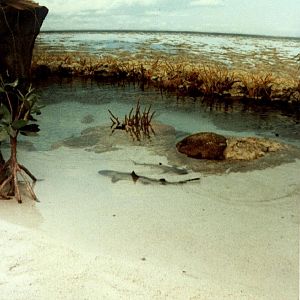 Various pictures of Pt Def zoo and aquarium