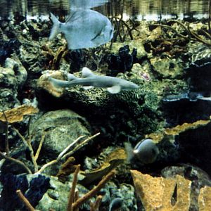 Various pictures of Pt Def zoo and aquarium