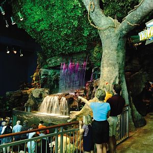 Various pictures of gatlinburg