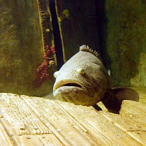 Various pictures of gatlinburg