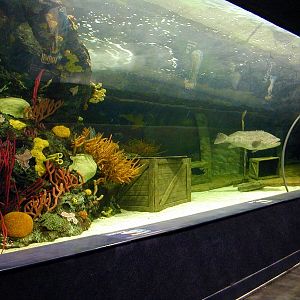 Various pictures of gatlinburg