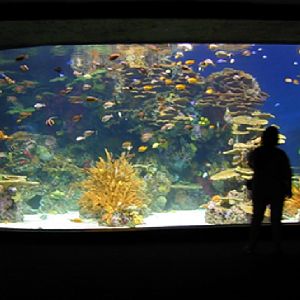 Various pictures of gatlinburg