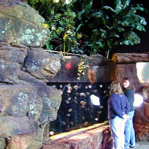 Various pictures of gatlinburg