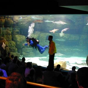 Various pictures of gatlinburg