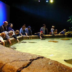 Various pictures of gatlinburg