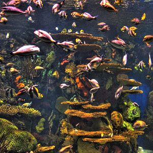 Various pictures of gatlinburg