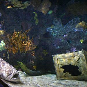 Various pictures of gatlinburg