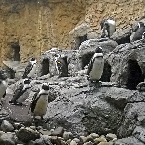 Various pictures of gatlinburg