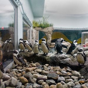 Various pictures of gatlinburg