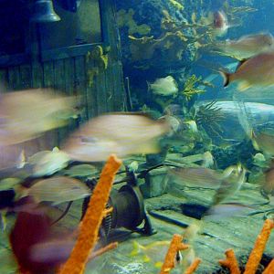 Various pictures of gatlinburg