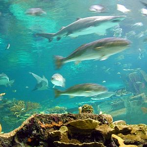 Various pictures of gatlinburg