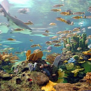 Various pictures of gatlinburg