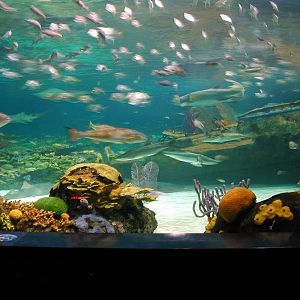 Various pictures of gatlinburg