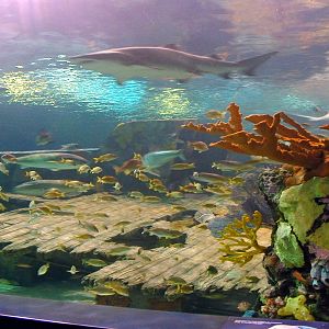 Various pictures of gatlinburg