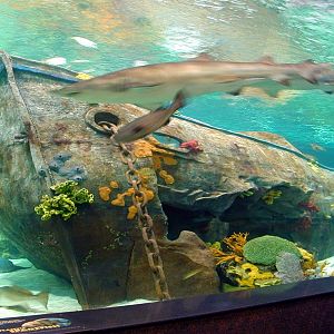 Various pictures of gatlinburg