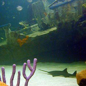 Various pictures of gatlinburg