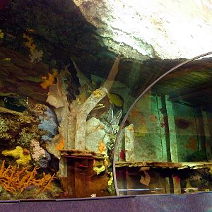 Various pictures of gatlinburg