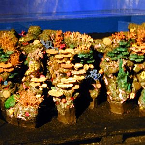 Various pictures of MB