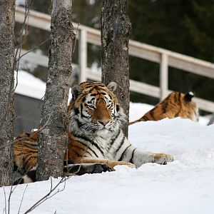 Amur tiger (Panthera tigris altaica)