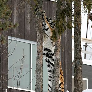 Amur tiger (Panthera tigris altaica)