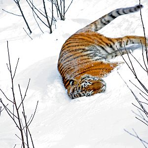 Amur tiger (Panthera tigris altaica)