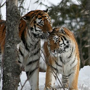 Amur tigers (Panthera tigris altaica)
