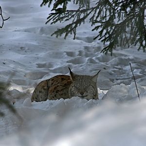 Eurasian lynx (Lynx lynx)