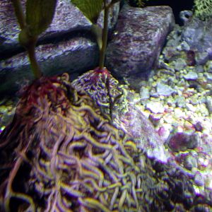 Various pictures of Tennessee Aquarium
