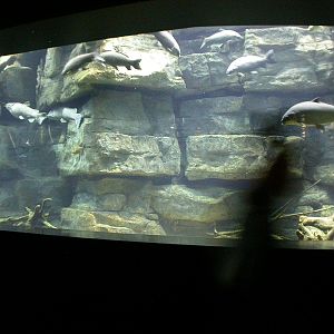 Various pictures of Tennessee Aquarium