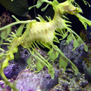 Various pictures of Tennessee Aquarium