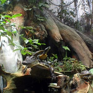 Various pictures of Tennessee Aquarium