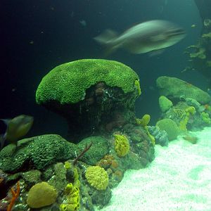 Various pictures of Tennessee Aquarium