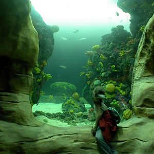 Various pictures of Tennessee Aquarium