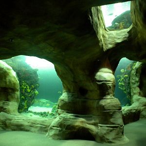 Various pictures of Tennessee Aquarium