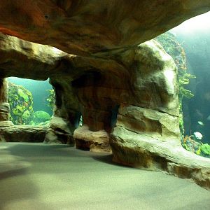 Various pictures of Tennessee Aquarium