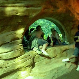 Various pictures of Tennessee Aquarium