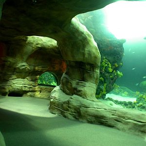 Various pictures of Tennessee Aquarium