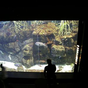 Various pictures of Tennessee Aquarium